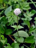 Valeriana capitata