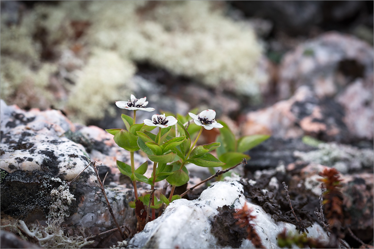 Дёрен шведский (Chamaepericlymenum suecicum) Автор фото: Мария Новикова