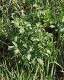 Thalictrum flavum