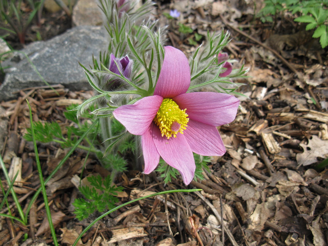 Изображение особи Pulsatilla vulgaris.