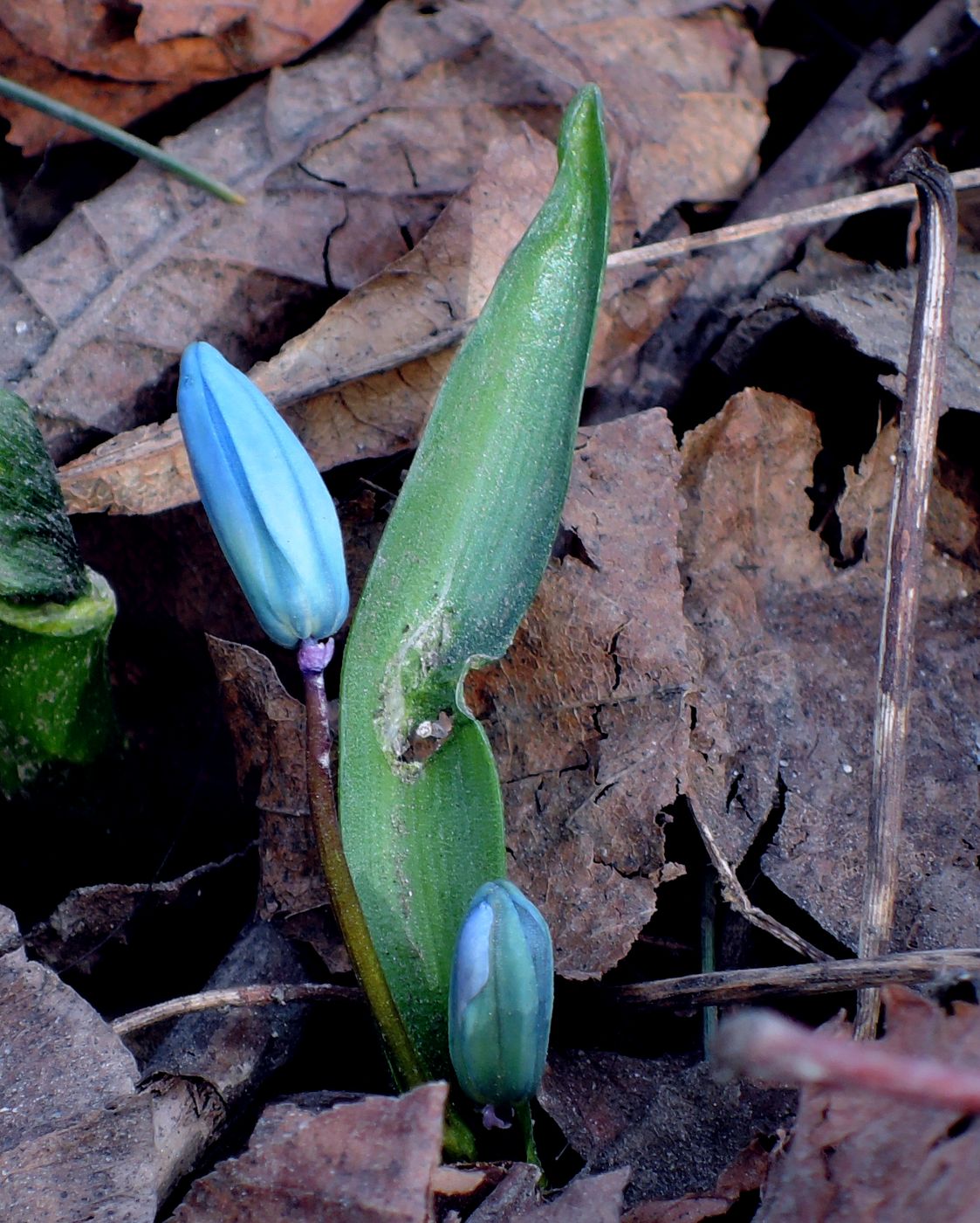 Изображение особи Scilla siberica.