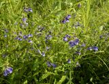 Scutellaria galericulata