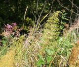 Equisetum sylvaticum