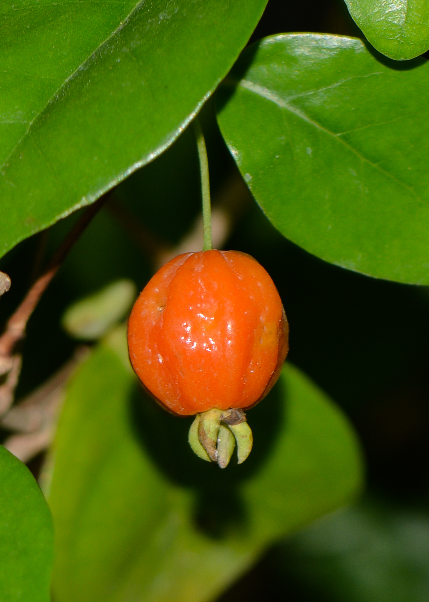 Изображение особи Eugenia uniflora.