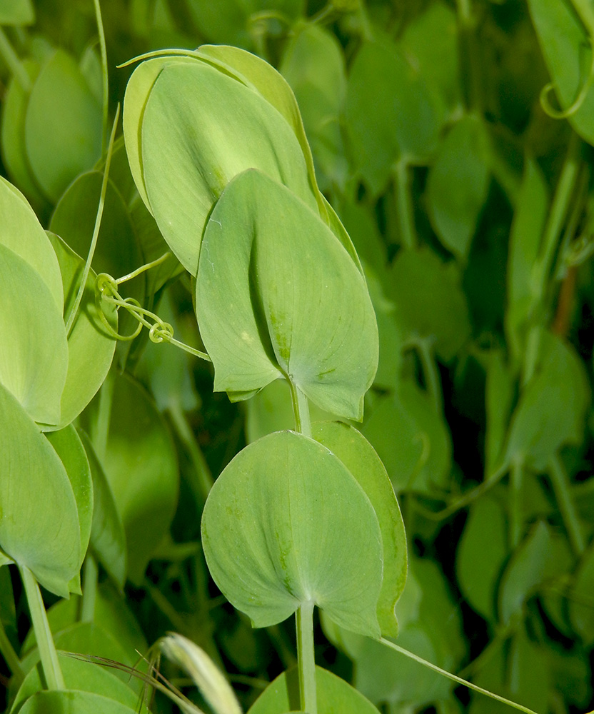 Изображение особи Lathyrus aphaca.