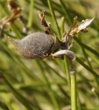 Genista radiata