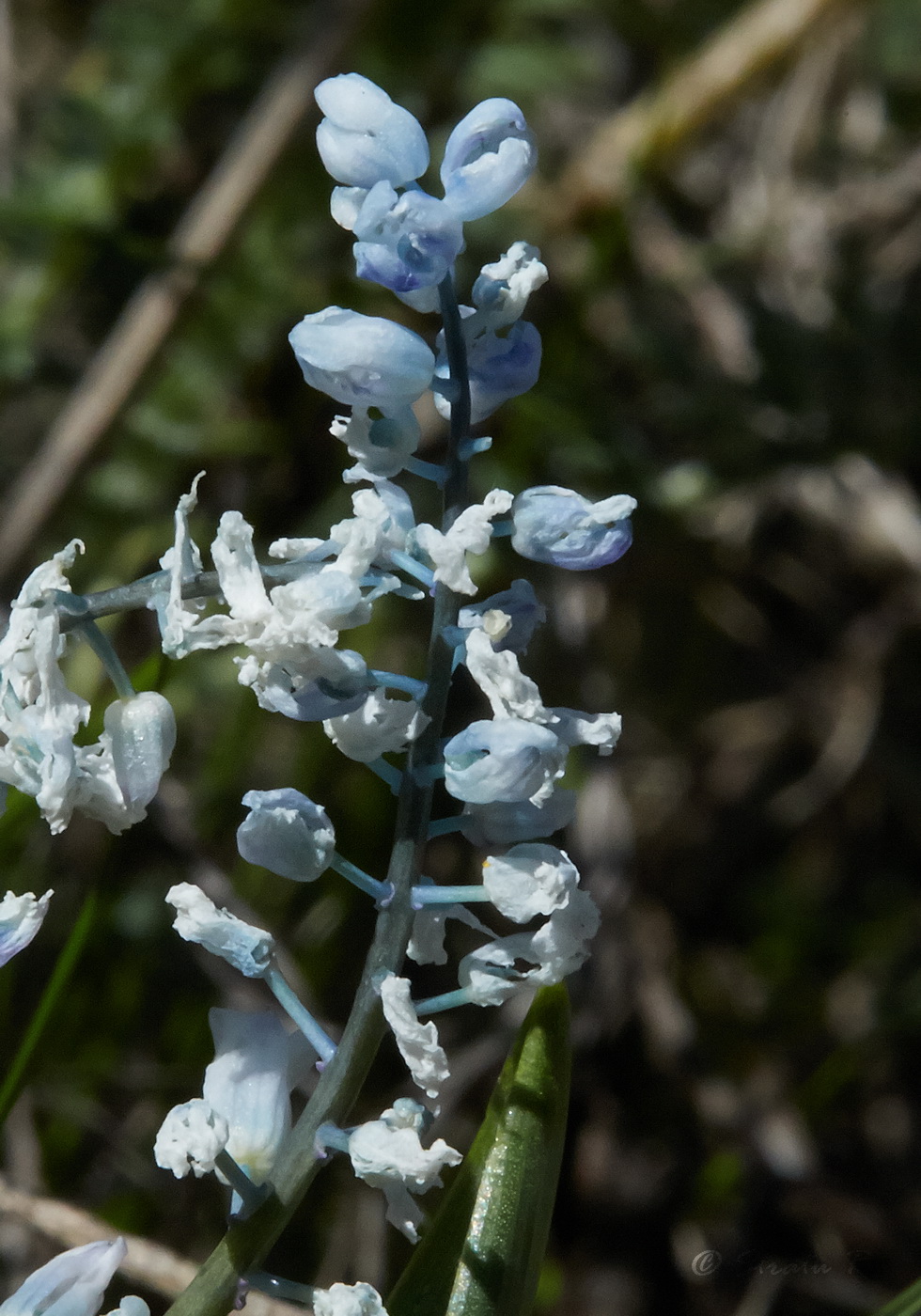 Изображение особи Hyacinthella leucophaea.