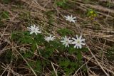 Anemone altaica. Цветущие растения. Восточный Казахстан, Глубоковский р-н, окр. с. Тарханка, восточный склон сопки. 25.04.2017.