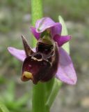 Ophrys oestrifera. Цветок. Краснодарский край, м/о город-курорт Сочи, окр. с. Монастырь, просека под ЛЭП. 12 июня 2017 г.