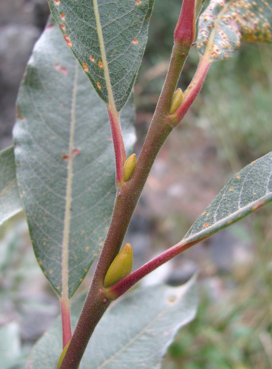 Изображение особи Salix pantosericea.