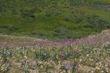 Allium carolinianum