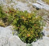 Rosa spinosissima. Плодоносящий куст. Крым, городской округ Ялта, Ай-Петринская яйла, крутой, каменистый склон. 14.08.2017.