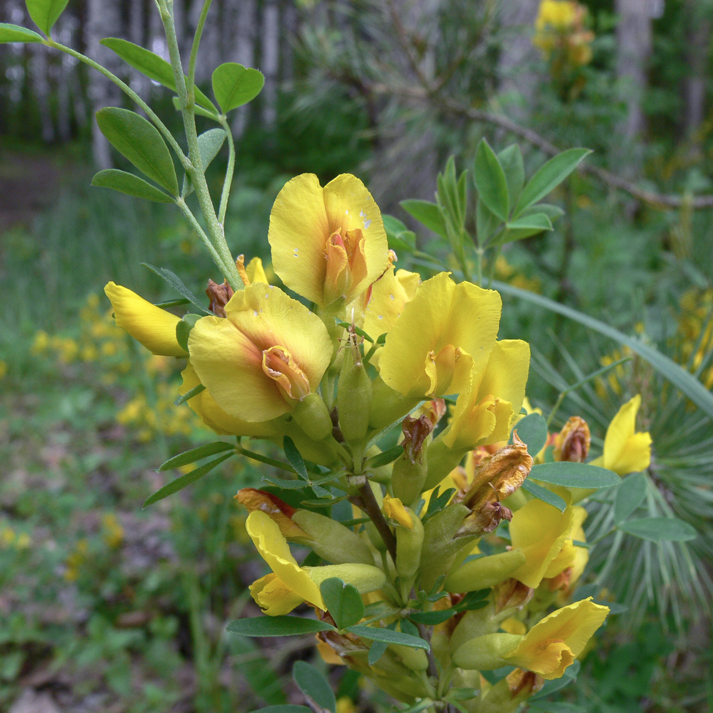 Изображение особи Chamaecytisus ruthenicus.