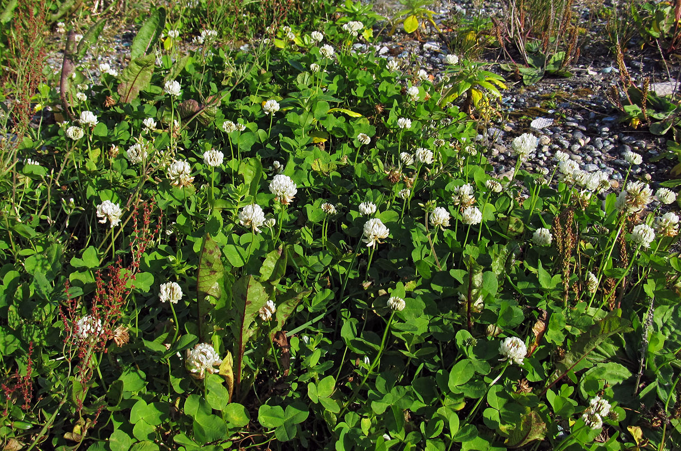 Изображение особи Trifolium repens.