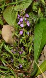 Stachys neurocalycina