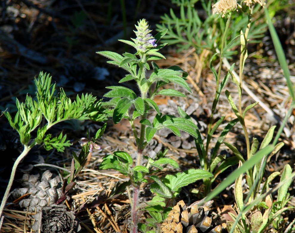 Image of Schizonepeta multifida specimen.