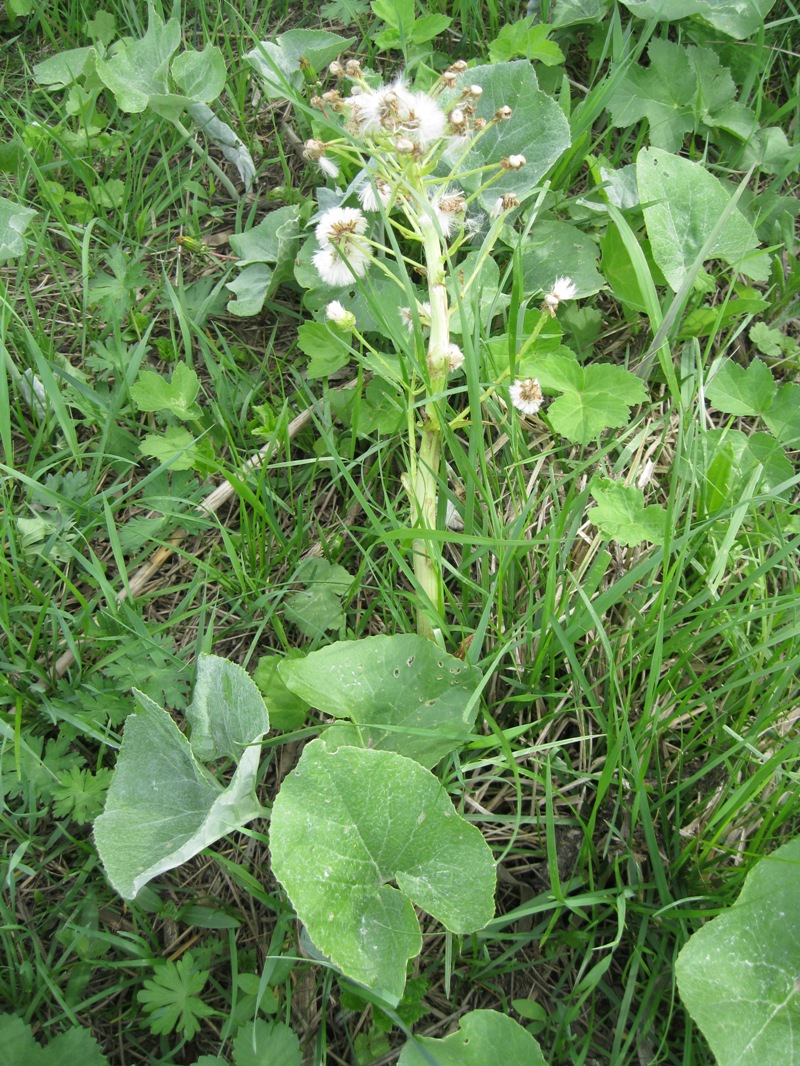 Image of Petasites spurius specimen.