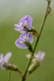 Astragalus austriacus. Цветки. Ростовская обл., Сальский р-н, окр. пос. Тальники, склон степной балки. 16.05.2018.