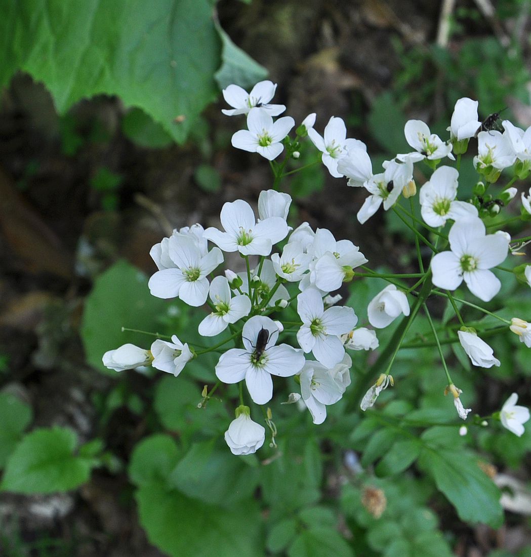 Изображение особи Cardamine tenera.