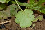 Heuchera sanguinea