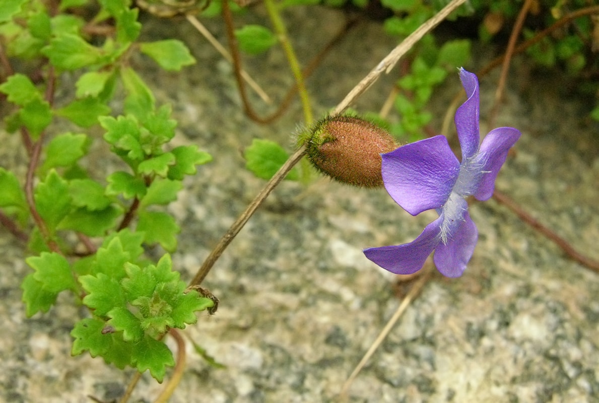 Изображение особи Cyananthus lobatus.