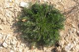 Artemisia campestris