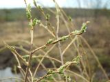 Salix pseudopentandra. Часть ветви с распускающимися почками. Магаданская обл., окр. г. Магадан, нижнее течение р. Магаданка, пойменный ивняк. 07.06.2018.