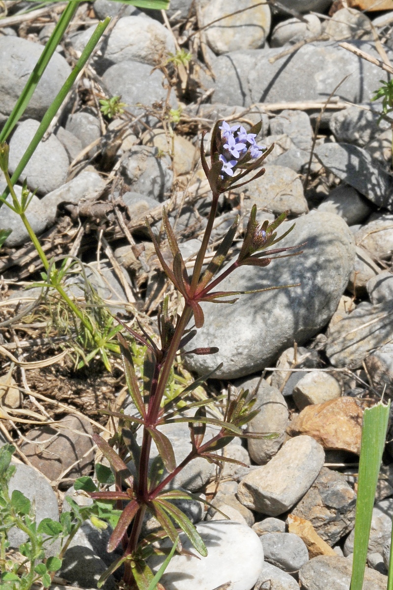 Изображение особи Asperula setosa.