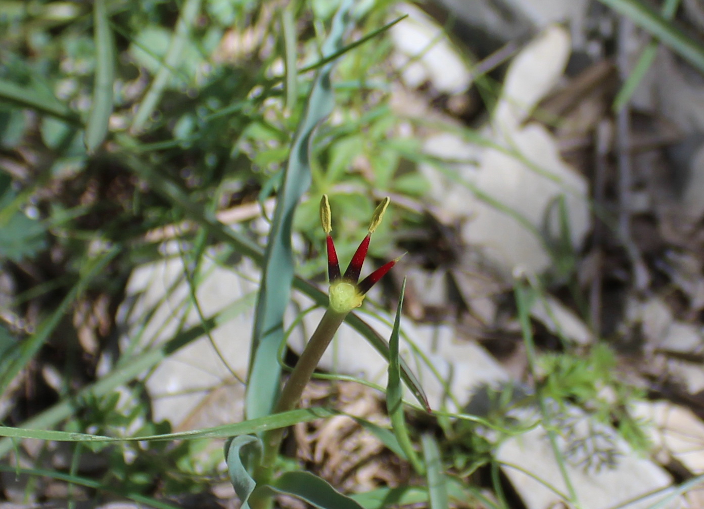 Изображение особи Tulipa wilsoniana.