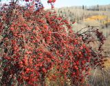 Sorbus sibirica. Часть кроны плодоносящего растения. Казахстан, Восточно-Казахстанская обл., Глубоковский р-н, окр. с. Бобровка, склон сопки. 14.10.2011.