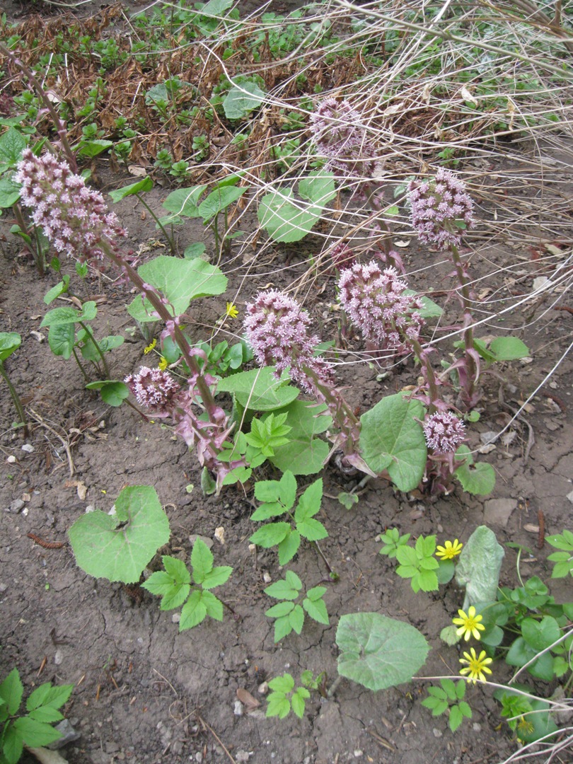 Изображение особи Petasites hybridus.