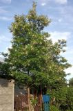 Robinia pseudoacacia