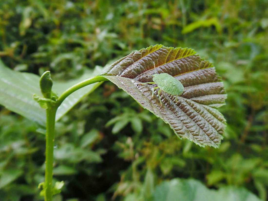 Изображение особи Alnus glutinosa.