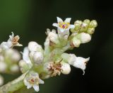 Cuscuta japonica