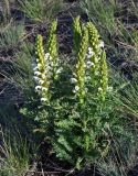 Pedicularis achilleifolia. Цветущее растение. Алтай, Кош-Агачский р-н, Курайская степь, окр. с. Курай, ≈ 1600 м н.у.м., степной склон. 11.06.2019.