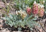 Astragalus schrenkianus