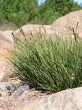 Carex nigra