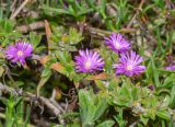 семейство Aizoaceae. Цветки и верхушки побегов. Израиль, Шарон, г. Тель-Авив, ботанический сад \"Сад кактусов\". 07.03.2017.