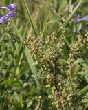 Artemisia stechmanniana