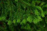 Abies sibirica