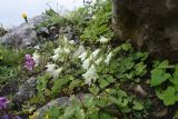 Campanula alliariifolia