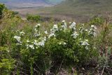 Rosa spinosissima. Цветущие растения (Rosa gracilipes Chrshan.). Приморский край, Уссурийский ГО, окр. с. Николо-Львовское, в зарослях Armeniaca sibirica. 13.05.2023.