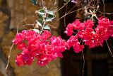 Bougainvillea glabra