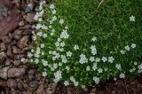 Minuartia arctica