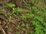 Orchis pallens