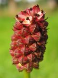 Sanguisorba officinalis