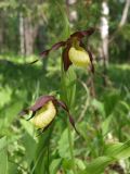 Cypripedium calceolus