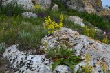 Verbascum marschallianum. Цветущее растение. Крым, Керченский п-ов, Приазовье, Караларская степь. 08.06.2012.