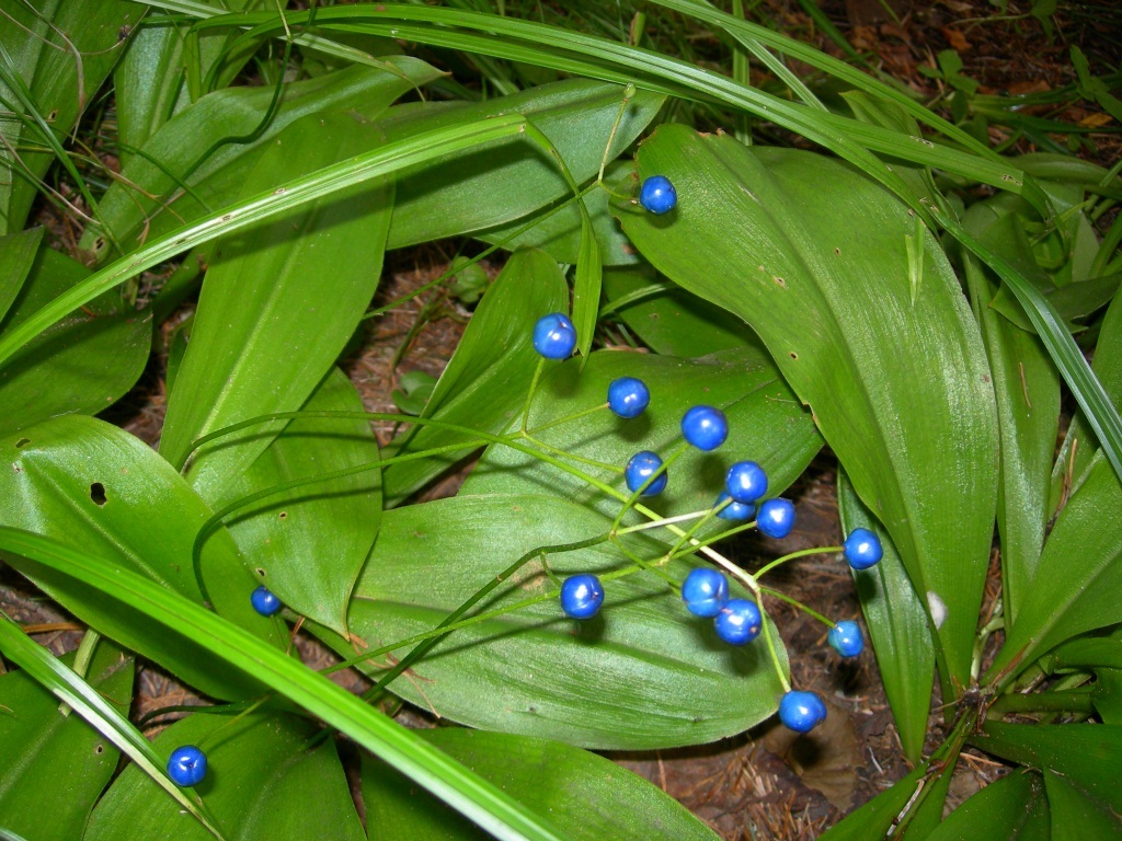 Image of Clintonia udensis specimen.