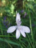 Delphinium consolida